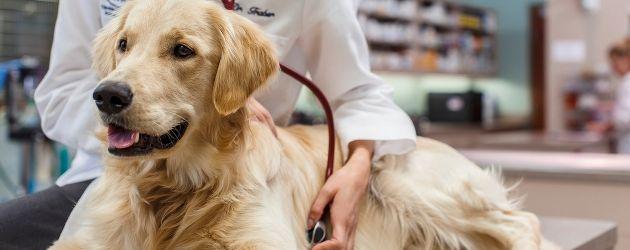 companion_animal_health